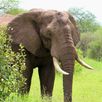 Groepsreizen Tanzania olifanten